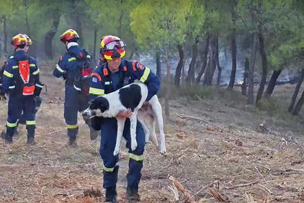Εύβοια: Πυροσβέστης έσωσε σκυλάκι