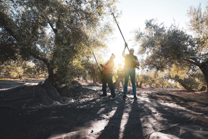 Ελαιοραβδιστικά και γεωργικά μηχανήματα με την υπογραφή της dimko