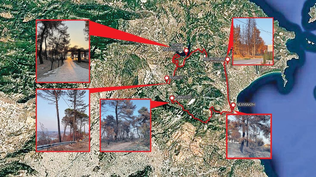 5Ο χιλιόμετρα νεκρή φύση - Αυτοψία στη βορειοανατολική Αττική, 4μήνες μετά την πυρκαγιά της 11ης Αυγούστου