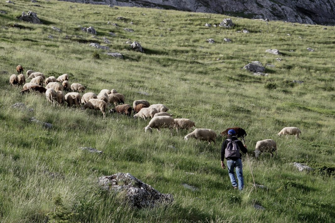 Κτηνοτρόφος αυτοκτόνησε γιατί του θανάτωσαν 1.000 πρόβατα λόγω ευλογιάς