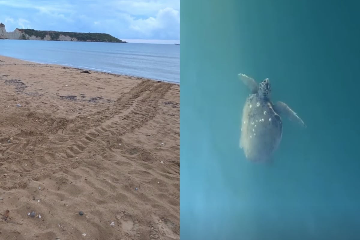 ΑΡΧΕΛΩΝ: Καταγράφηκαν οι πρώτες φωλιές της Caretta caretta για το 2026
