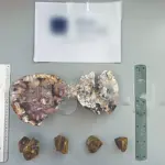 Oλλανδοί πήραν… σουβενίρ από το Απολιθωμένο Δάσος Λέσβου