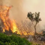 Εύβοια: Συναγερμός για φωτιά σε δασική έκταση στο Σπαθάρι