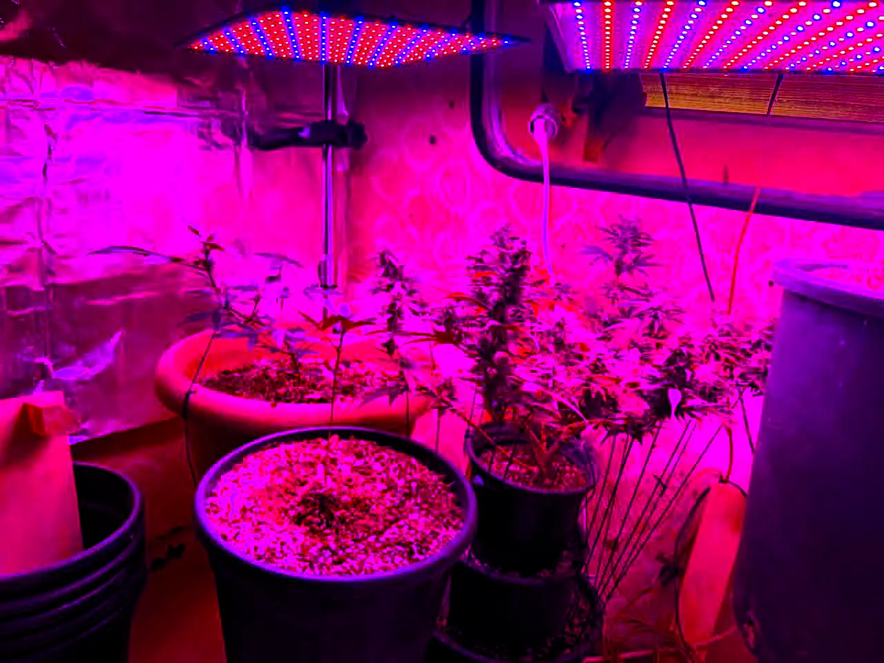 Mε led φωτισμό και ειδικό εξοπλισμό η καλλιέργεια κάνναβης