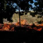 Φωτιά στα Οινόφυτα: Μεγάλη κινητοποίηση της Πυροσβεστικής σε δασική έκταση