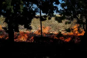 Φωτιά στα Οινόφυτα: Μεγάλη κινητοποίηση της Πυροσβεστικής σε δασική έκταση