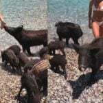 Απίστευτο σκηνικό με Ελληνίδα ηθοποιό: Βρέθηκε να κολυμπά δίπλα σε αγριογούρουνα