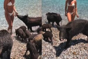 Απίστευτο σκηνικό με Ελληνίδα ηθοποιό: Βρέθηκε να κολυμπά δίπλα σε αγριογούρουνα