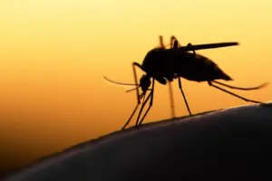Προσοχή στα κουνούπια – Προειδοποίηση από τους γιατρούς με τα κρούσματα ιού του Δυτικού Νείλου