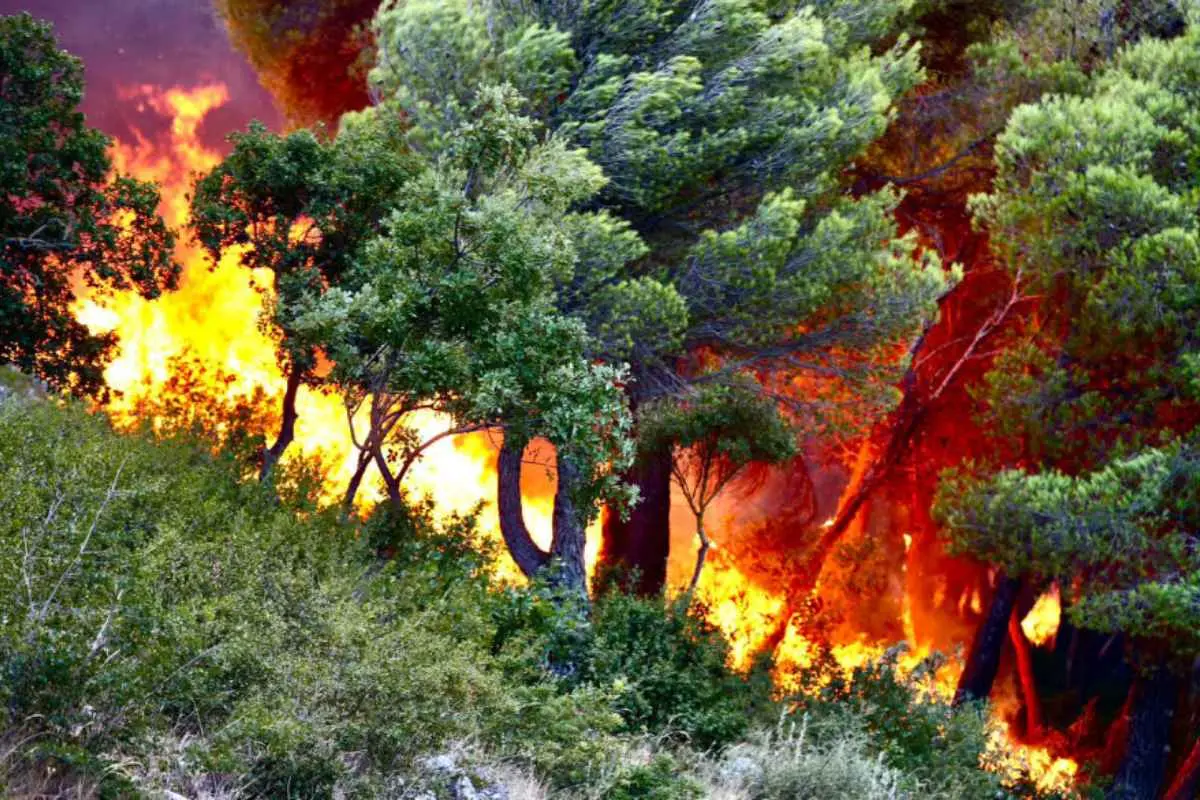 Η φωτιά έχει φτάσει στον Κιθαιρώνα και καίει πευκοδάσος σε μεγάλη έκταση. Η φωτιά έχει φτάσει στον Κιθαιρώνα και καίει πευκοδάσος σε μεγάλη έκταση.