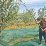 Ολυμπία Τελιγιορίδου: Μαζεύει αμύγδαλα στο χωράφι του αδελφού της