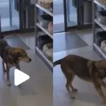 Ένας απίστευτα γλυκός πελάτης σε pet shop!