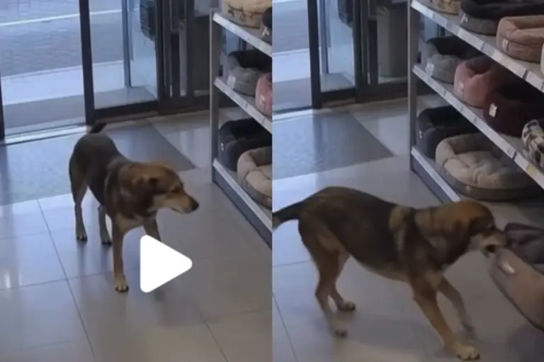 Ένας απίστευτα γλυκός πελάτης σε pet shop!